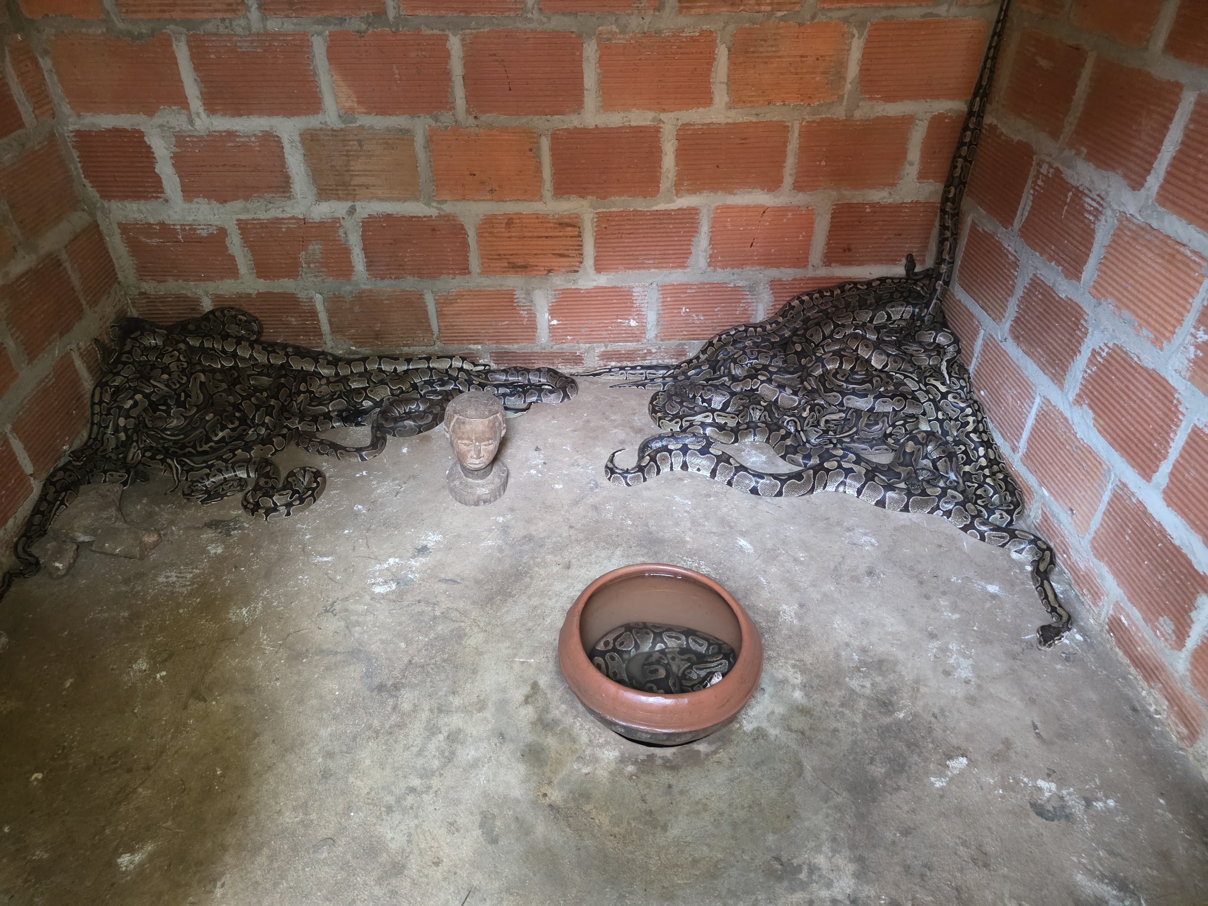 Python House — sanctuary interior with royal pythons
